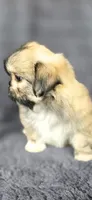 Rudy, a male Shih Tzu for sale in Camilla, GA – 5 of 6