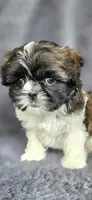 Bonnie, a female Shih Tzu for sale in Camilla, GA – 4 of 6
