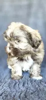 Meme, a female Shih Tzu for sale in Camilla, GA – 4 of 7