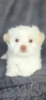 Snow, a female Maltese and Shih Tzu for sale in Camilla, GA – 4 of 6