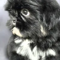 Valentino, a male Shih Tzu for sale in Camilla, GA – Photo 3 of 5
