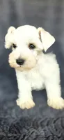 Chevy, a male Miniature Schnauzer for sale in Camilla, GA – 4 of 4