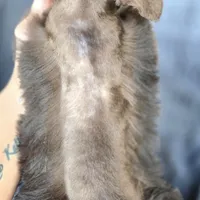 Chocolate crown, a male Miniature Schnauzer for sale in Camilla, GA – Photo 5 of 5