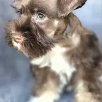 Chocolate crown, a male Miniature Schnauzer for sale in Camilla, GA – Photo 3 of 5