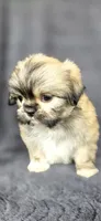 Rudy, a male Shih Tzu for sale in Camilla, GA – 2 of 6