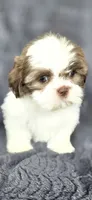 Snoopy , a male Shih Tzu for sale in Camilla, GA – 2 of 6
