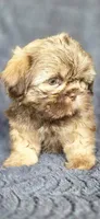 Charlie Brown, a male Shih Tzu for sale in Camilla, GA – 3 of 5