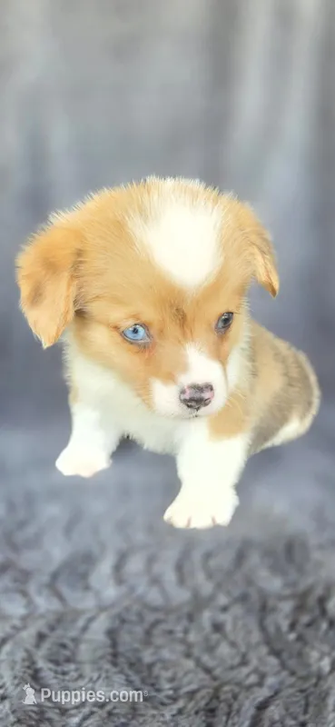 Ernie – Cardigan Welsh Corgi, Pembroke Welsh Corgi puppy for sale in Camilla, GA