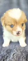 Ernie, a female Cardigan Welsh Corgi and Pembroke Welsh Corgi for sale in Camilla, GA – Photo 3 of 7