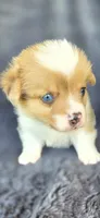 Ernie, a female Cardigan Welsh Corgi and Pembroke Welsh Corgi for sale in Camilla, GA – Photo 2 of 7