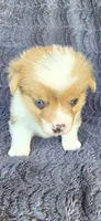 Ernie, a female Cardigan Welsh Corgi and Pembroke Welsh Corgi for sale in Camilla, GA – Photo 7 of 7