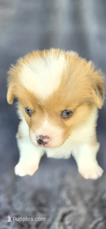 Ernie – Cardigan Welsh Corgi, Pembroke Welsh Corgi puppy for sale in Camilla, GA