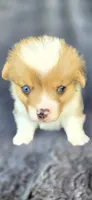 Ernie, a female Cardigan Welsh Corgi and Pembroke Welsh Corgi for sale in Camilla, GA – Photo 4 of 7