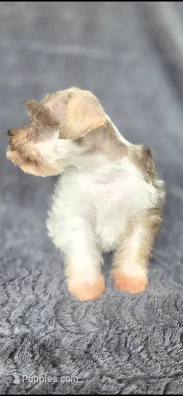 Princess – Miniature Schnauzer puppy for sale in Camilla, GA