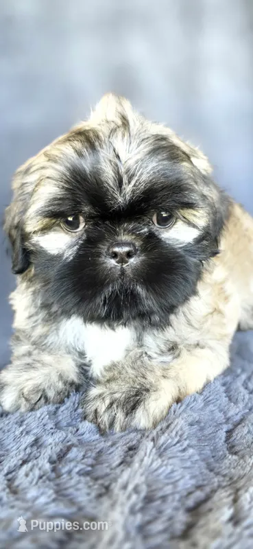 Duce – Shih Tzu puppy for sale in Camilla, GA