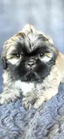 Duce, a male Shih Tzu for sale in Camilla, GA – 1 of 7