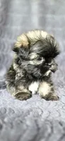 Tater Tot, a male Shih Tzu for sale in Camilla, GA – 3 of 6