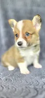 Brownie, a male Cardigan Welsh Corgi and Pembroke Welsh Corgi for sale in Camilla, GA – 2 of 6