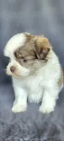 Dorothy, a female Pomeranian and Shih Tzu for sale in Camilla, GA – 3 of 5