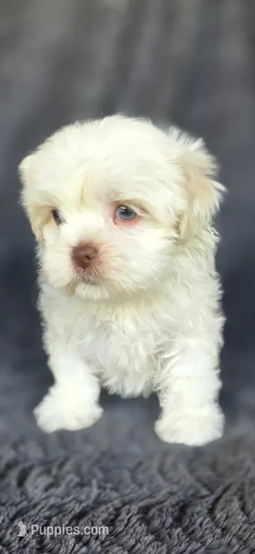 Prissy – Maltese, Shih Tzu puppy for sale in Camilla, GA