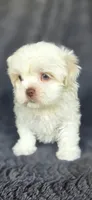 Prissy, a female Maltese and Shih Tzu for sale in Camilla, GA – 1 of 6