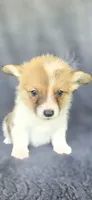 Trooper, a male Cardigan Welsh Corgi and Pembroke Welsh Corgi for sale in Camilla, GA – 3 of 4