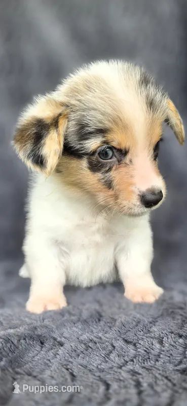 Piggy – Cardigan Welsh Corgi, Pembroke Welsh Corgi puppy for sale in Camilla, GA