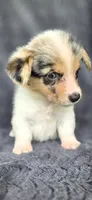 Piggy, a female Cardigan Welsh Corgi and Pembroke Welsh Corgi for sale in Camilla, GA – 1 of 7