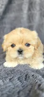 Clyde, a male Shih Tzu for sale in Camilla, GA – 5 of 5