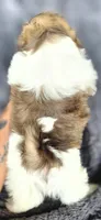 Snoopy , a male Shih Tzu for sale in Camilla, GA – 5 of 6