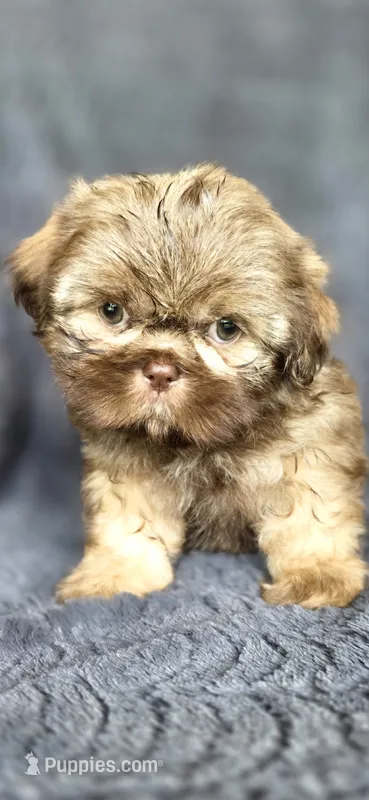 Charlie Brown – Shih Tzu puppy for sale in Camilla, GA