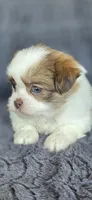 Blanch, a female Pomeranian and Shih Tzu for sale in Camilla, GA – 3 of 5