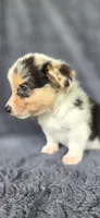 Piggy, a female Cardigan Welsh Corgi and Pembroke Welsh Corgi for sale in Camilla, GA – 4 of 7