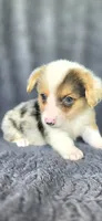 Bugsy, a male Cardigan Welsh Corgi and Pembroke Welsh Corgi for sale in Camilla, GA – 3 of 5