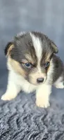Meme, a female Cardigan Welsh Corgi and Pembroke Welsh Corgi for sale in Camilla, GA – Photo 4 of 5