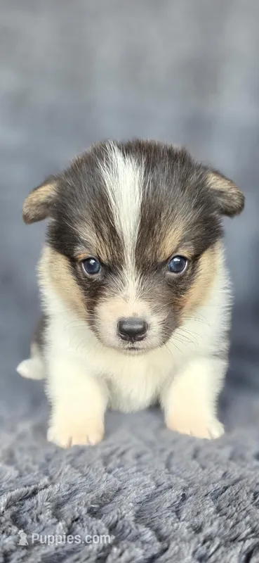 Meme – Cardigan Welsh Corgi, Pembroke Welsh Corgi puppy for sale in Camilla, GA