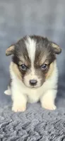 Meme, a female Cardigan Welsh Corgi and Pembroke Welsh Corgi for sale in Camilla, GA – Photo 1 of 5