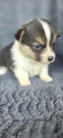 Meme, a female Cardigan Welsh Corgi and Pembroke Welsh Corgi for sale in Camilla, GA – Photo 2 of 5