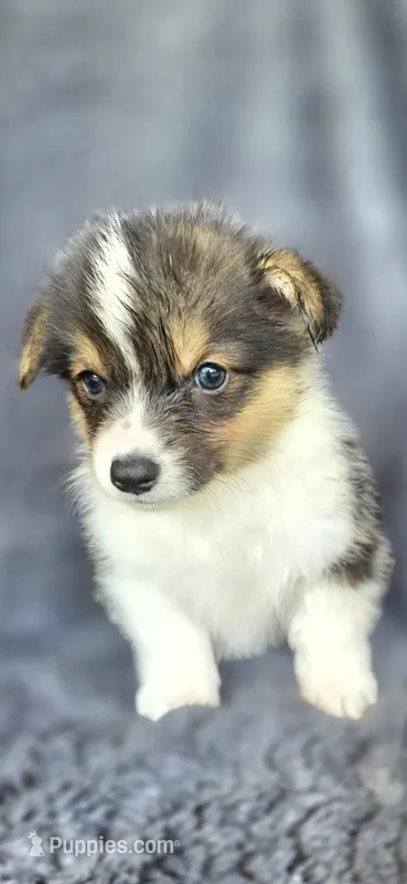 Meme – Cardigan Welsh Corgi, Pembroke Welsh Corgi puppy for sale in Camilla, GA