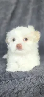 Snow, a female Maltese and Shih Tzu for sale in Camilla, GA – 2 of 6