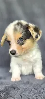 Piggy, a female Cardigan Welsh Corgi and Pembroke Welsh Corgi for sale in Camilla, GA – 3 of 7