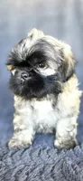 Duce, a male Shih Tzu for sale in Camilla, GA – 3 of 7