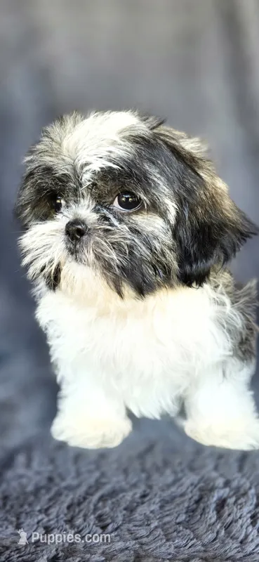 Mater – Shih Tzu puppy for sale in Camilla, GA