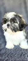 Mater, a male Shih Tzu for sale in Camilla, GA – 3 of 5