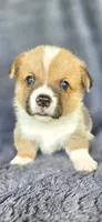 Spanky, a male Cardigan Welsh Corgi and Pembroke Welsh Corgi for sale in Camilla, GA – Photo 3 of 6