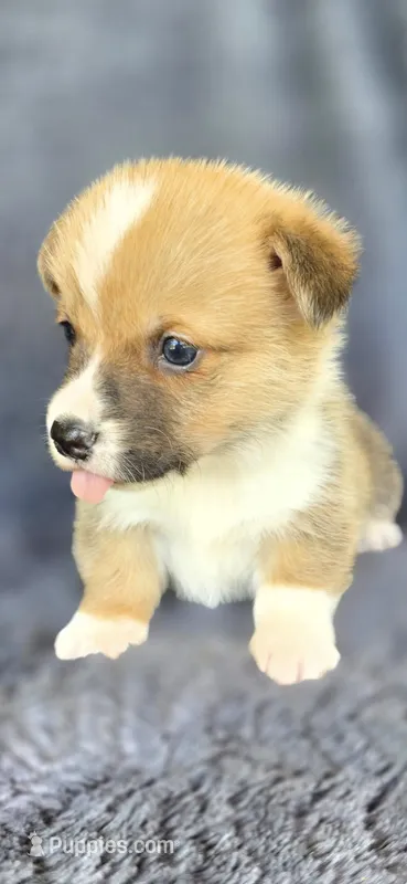 Spanky – Cardigan Welsh Corgi, Pembroke Welsh Corgi puppy for sale in Camilla, GA