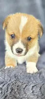 Spanky, a male Cardigan Welsh Corgi and Pembroke Welsh Corgi for sale in Camilla, GA – Photo 4 of 6