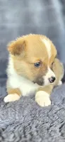 Spanky, a male Cardigan Welsh Corgi and Pembroke Welsh Corgi for sale in Camilla, GA – Photo 5 of 6