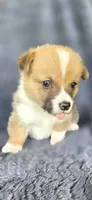 Spanky, a male Cardigan Welsh Corgi and Pembroke Welsh Corgi for sale in Camilla, GA – Photo 2 of 6
