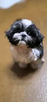 Mater, a male Shih Tzu for sale in Camilla, GA – 4 of 5